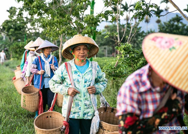 Tea Cooperative Helps Households Shake off Poverty in Hainan