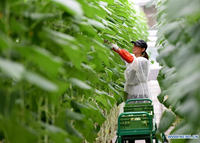 North China's Hebei Rushes to Replenish Beijing's Vegetabl